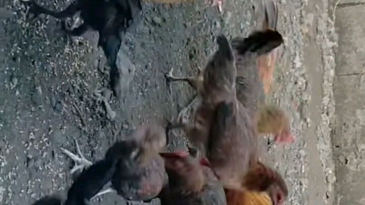 Province life: Feeding my native chicken