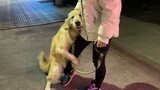 Anjing|Keseharian Membawa Anjing Berjalan-Jalan