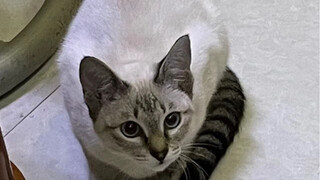 "لقد احتوت الصيف بأكمله في قضمة واحدة."