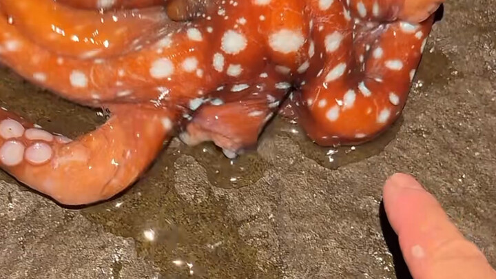 Wow, what an amazing tide-pooling experience! (Live Stream Clip)