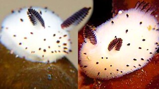 Peri laut dengan penampilan super tinggi