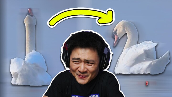 Angsa, angsa, angsa... Mendongak menatap bulan cerah~ [Peristiwa Besar Dunia Hewan]