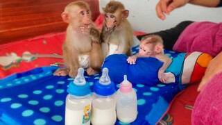 Most Beautiful Moment!! So adorable when tiny Toto, Yaya & Luca are waiting for milk inline