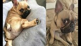 Awesome Funny Animals | Cutest French Bulldog compilations #2022| Funny Cute Animals