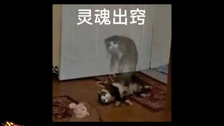 Nonton sampe jiwa rasanya nyaris lepas! Kondisi mental yang super unggul! Karakter yang keren banget