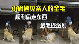 Pencuri mencuri dan disambut oleh anjing: "Ayahmu seharusnya tidak membiarkan pintu terbuka"