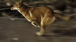 Dahuang's movements are very smooth, and he runs like a wolf