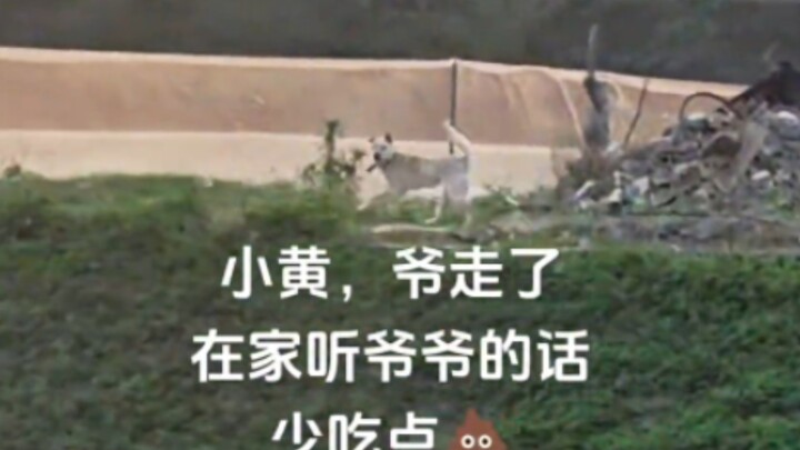 Bye-bye, Little Yellow