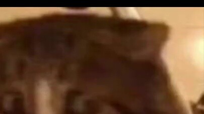 [Complaint] The sheep who sneaked into the big four