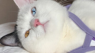 مرحبًا أيتها الجميلة، أنا مصور شارع، هل تسمحين لي بأن ألتقط لك بضع صور؟