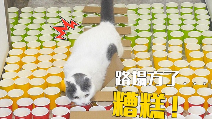 Mấy con mèo ngu ngốc này từ đâu ra thế? Không một con nào có thể đi lại bình thường được!