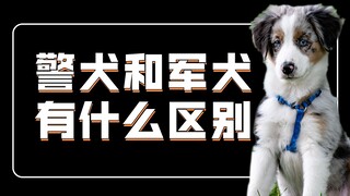 警犬和军犬有什么区别？区别大了！