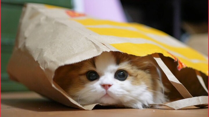 My Cat Is a Fully Automatic All-in-One Mopping and Sweeping Robot!