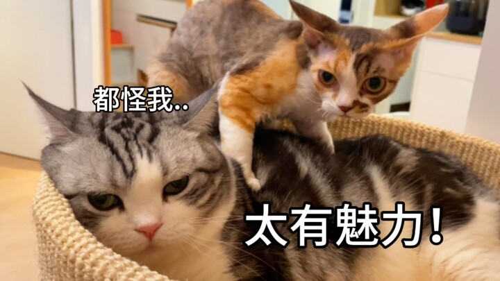 Mẹ nuôi nam được mèo yêu thích đến mức nào? Gặp nhau hai lần, chú mèo đã bám riết không rời