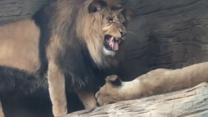 Male lion: I really want to lose my temper, but I’m also so scared she’ll lose hers...