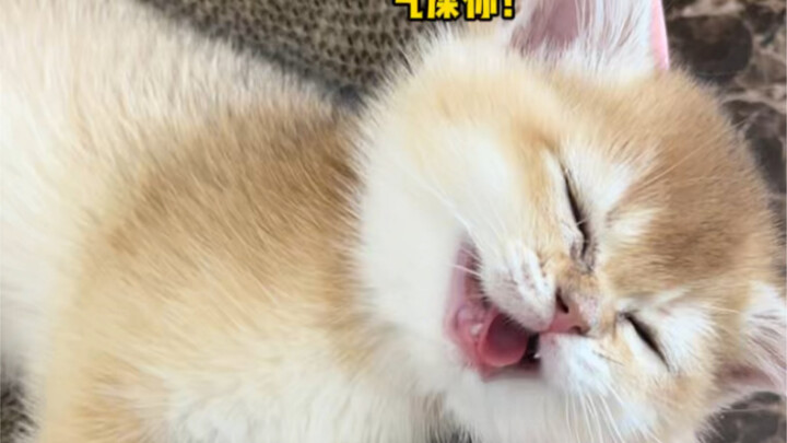 Hóa ra chú mèo con hàng xóm đến để ăn ké!