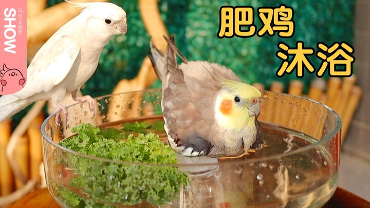 Immersive Birdwatching: How Birds Bathe Themselves. [Marco Polo Show]
