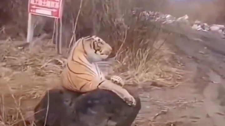 Awkward Moments When You Mistake an Animal