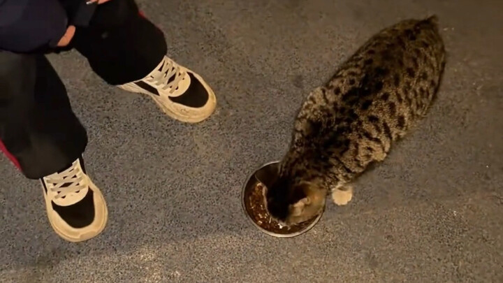 หางมันสั้นๆ เสียงร้องก็น่ารักน่าเอ็นดูมากเลย