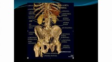 Características de la aorta