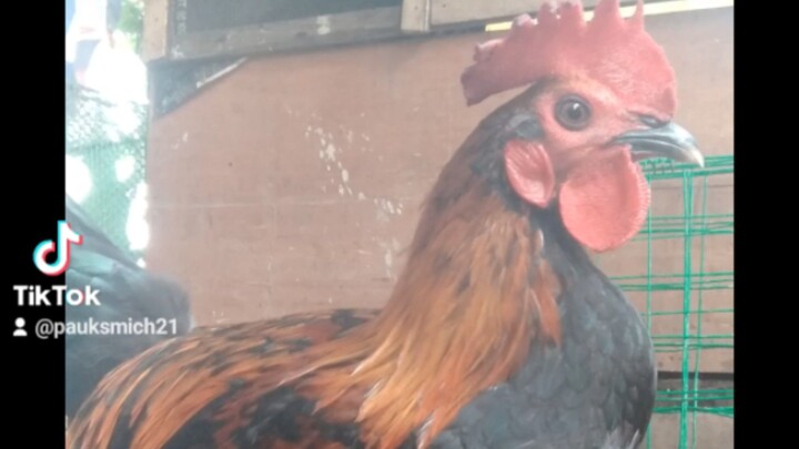 Melsim Hatch  #sabongero # backyardbreeder