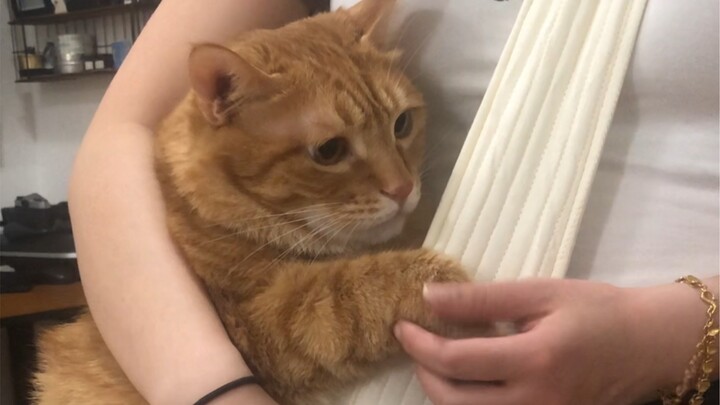 القط: في غاية الظلم والضيق