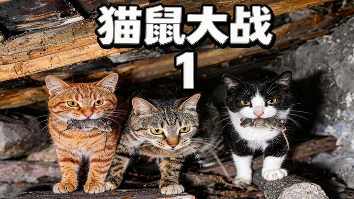 7-Day Rat-Busting Operation: All-Out Hardcore Action!