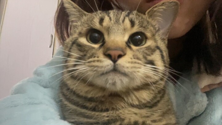 How clingy is the cat that follows you? If you leave it while it is sleeping, it will get so angry t