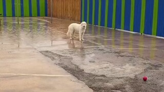 Dog daycare staff and the quirky little cuties they encounter