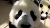 [Hewan]Pengantar karya penjaga panda