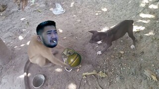 Eggplant Beats the Dog