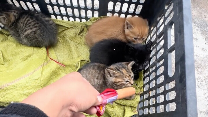 All of them are top-tier among stray cats!