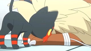 litten and stoutland pokemon amv