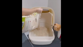 เปลี่ยนทรายใหม่ แมวตัวไหนมาใช้แมวแรก