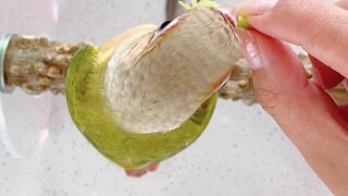 Parrot feather cutting tutorial! The content is super dry!