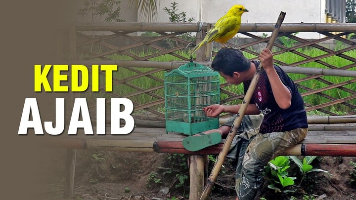 KOMEDI LOMBOK - KEDIT AJAIB