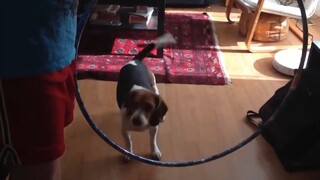 Những con người ngốc nghếch nhất hành tinh #20