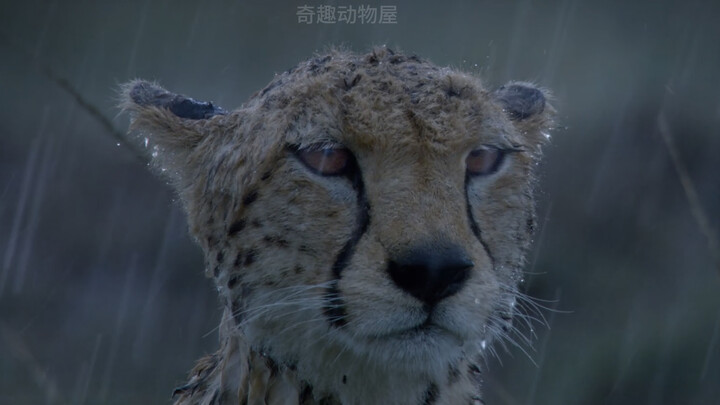 “我这豹生，原本就不值得”— emo豹