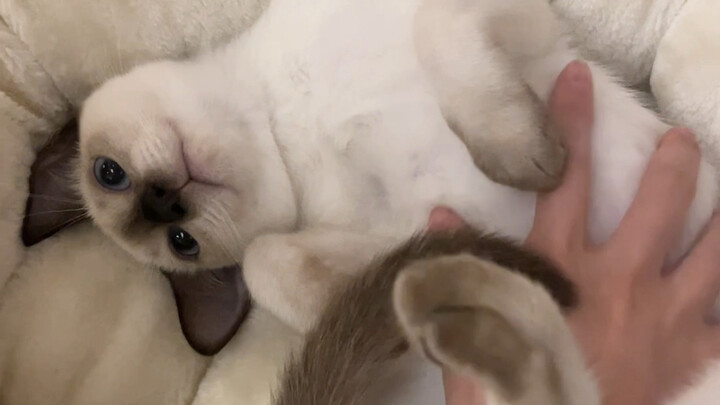 Not like a proper cat! Not like a proper cat!