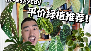 宠物友好…便宜…好养…有品位的植物推荐！（有人真的事很多！！）
