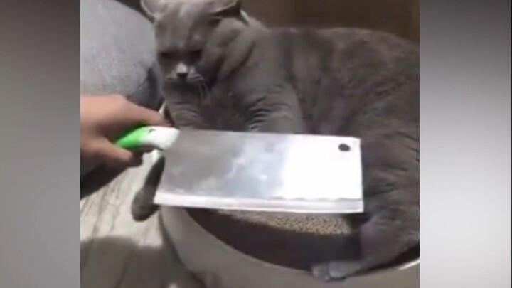 Kepercayaan antara kucing dan manusia hancur begitu saja...