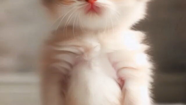 Cute cat dance