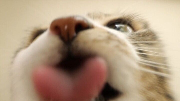 It's my first time being licked by a cat—kind of nerve-wracking!