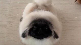 What creature does this little thing remind you of?