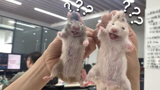 《动物迷惑行为大赏❾❺》