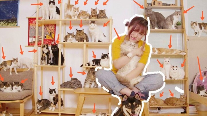 كيف تلتقط صورة جماعية مع 33 قطة في وقت واحد؟ مشهد مذهل: إنتاج ضخم احتفالًا بوصول 100 ألف متابع!