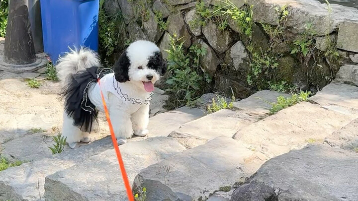 Berpikir langsung jalan, membawa anjing kecil untuk berlibur