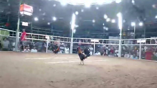 3stag sa pugo day champ rhea 209 gf zkap Llanes