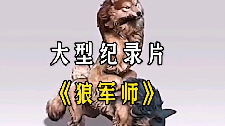 Apakah Bei yang mirip serigala di “Wolf Advisor” benar-benar ada?