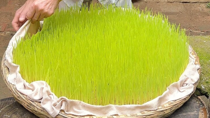 ข้าวบาร์เลย์ที่ปลูกเอง ทำเป็นน้ำตาลข้าวบาร์เลย์รสหวานหอม